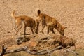 wild dogs dingo, Australia Royalty Free Stock Photo