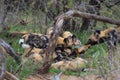 Wild Dogs Eating Impala Krugerpark South Africa Royalty Free Stock Photo