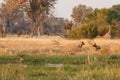 Wild Dogs hunting desperate impala