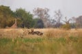 Wild Dogs hunting desperate impala