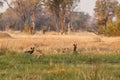 Wild Dogs hunting desperate impala