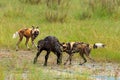 Wild Dogs hunting in Zambia, buffalo calf with predators. Wildlife scene from Africa. Animal behaviour, pack pride of African wild