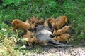 Wild dogs with kill of sambar deer