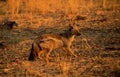 Wild dogs are some of the most brutal killers in the Kalahari-desert Royalty Free Stock Photo