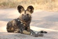 Wild dogs in South Africa Royalty Free Stock Photo