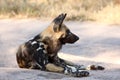 Wild dogs in South Africa