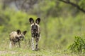 Wild Dogs South Africa Royalty Free Stock Photo