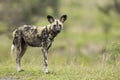 Wild Dogs South Africa Royalty Free Stock Photo