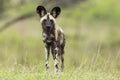 Wild Dogs South Africa Royalty Free Stock Photo