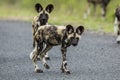 Wild Dogs South Africa Royalty Free Stock Photo