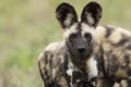 Wild Dogs South Africa Royalty Free Stock Photo