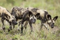 Wild Dogs South Africa Royalty Free Stock Photo