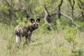 Wild Dogs South Africa Royalty Free Stock Photo