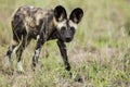 Wild Dogs South Africa Royalty Free Stock Photo