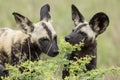 Wild Dogs South Africa Royalty Free Stock Photo