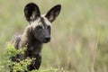 Wild Dogs South Africa Royalty Free Stock Photo