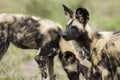 Wild Dogs South Africa Royalty Free Stock Photo