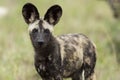 Wild Dogs South Africa Royalty Free Stock Photo