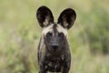 Wild Dogs South Africa Royalty Free Stock Photo