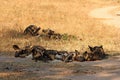 Wild dogs in South Africa