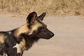 Wild dogs in South Africa