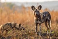 Wild dogs in South Africa