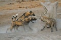 Wild Dogs and Spotted Hyaena fighting Royalty Free Stock Photo