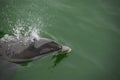 Wild Dolphin Royalty Free Stock Photo