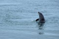 Wild dolphin eating a fish Royalty Free Stock Photo