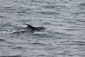 Wild dolphin Harbour porpoise Phocoena phocoena diving in the ocean. Tail of dolphin is visible on water surface. Wild mammal in