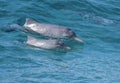 A wild dolphin mother and calf surfing together off a tropical island paradise in Queensland, Australia