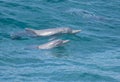 A wild dolphin mother and calf surfing together off a tropical island paradise in Queensland, Australia Royalty Free Stock Photo