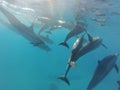 Wild dolphin pod Royalty Free Stock Photo