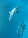 Wild Dolphins Royalty Free Stock Photo