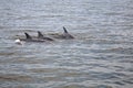 Wild Dolphins Royalty Free Stock Photo