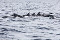 Wild dolphins indonesia Royalty Free Stock Photo