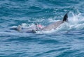 Wild dolphins mating off a tropical island paradise in Queensland, Australia Royalty Free Stock Photo