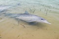 Wild dolphins at monkey mia west coast australia Royalty Free Stock Photo