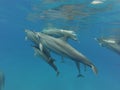 Wild dolphins Royalty Free Stock Photo
