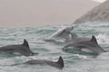 Wild dolphins swimming off Peruvian coast Royalty Free Stock Photo