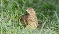 Wild domestic common quail -  coturnix coturnix, or European quail, is a small ground-nesting game bird in the pheasant family Royalty Free Stock Photo