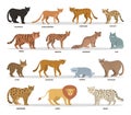 Wild and dometic cats set. Collection of cat family Royalty Free Stock Photo