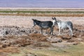 Wild donkey on the Atacama salt flats - Chile
