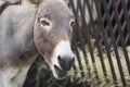 Wild Donkey eating the Grass