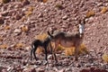 Wild Donkey with foal in atacama Desert chile south America Royalty Free Stock Photo