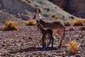 Wild Donkey with foal in atacama Desert chile south America Royalty Free Stock Photo