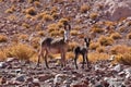 Wild Donkey with foal in atacama Desert chile south America Royalty Free Stock Photo