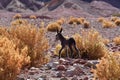 Wild Donkey with foal in atacama Desert chile south America Royalty Free Stock Photo