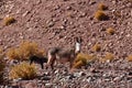 Wild Donkey with foal in atacama Desert chile south America Royalty Free Stock Photo