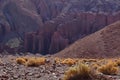 Wild Donkey with foal in atacama Desert chile south America Royalty Free Stock Photo